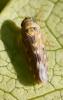 Lamprotettix nitidulus